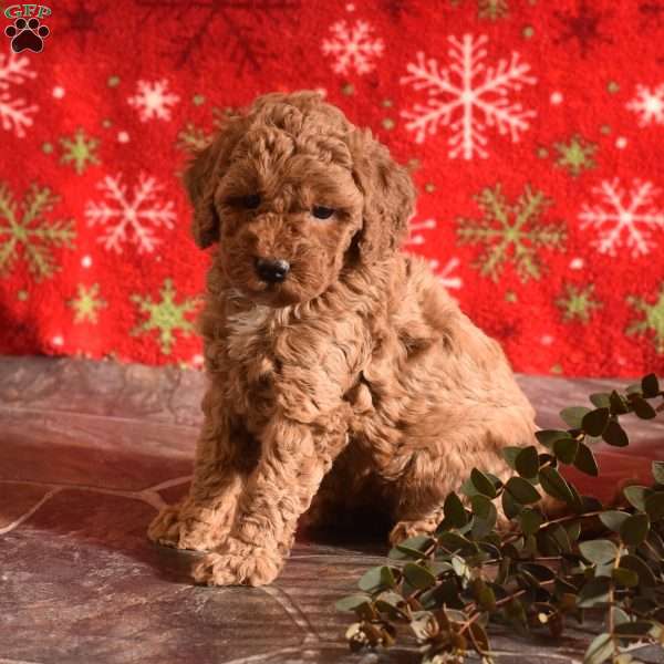 Starlight, Miniature Poodle Puppy